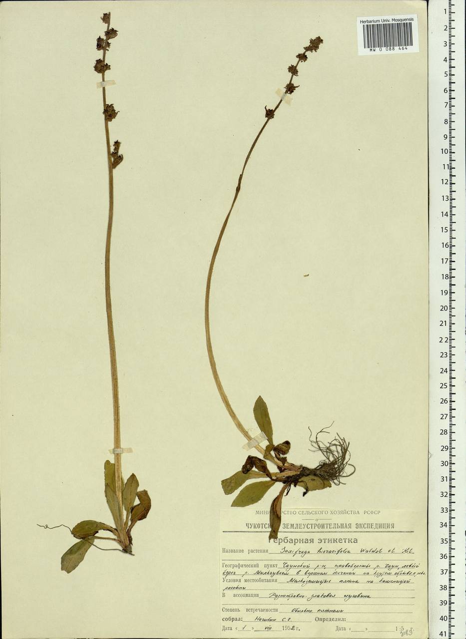 Micranthes hieraciifolia (Waldst. & Kit.) Haw., Siberia, Chukotka & Kamchatka (S7) (Russia)