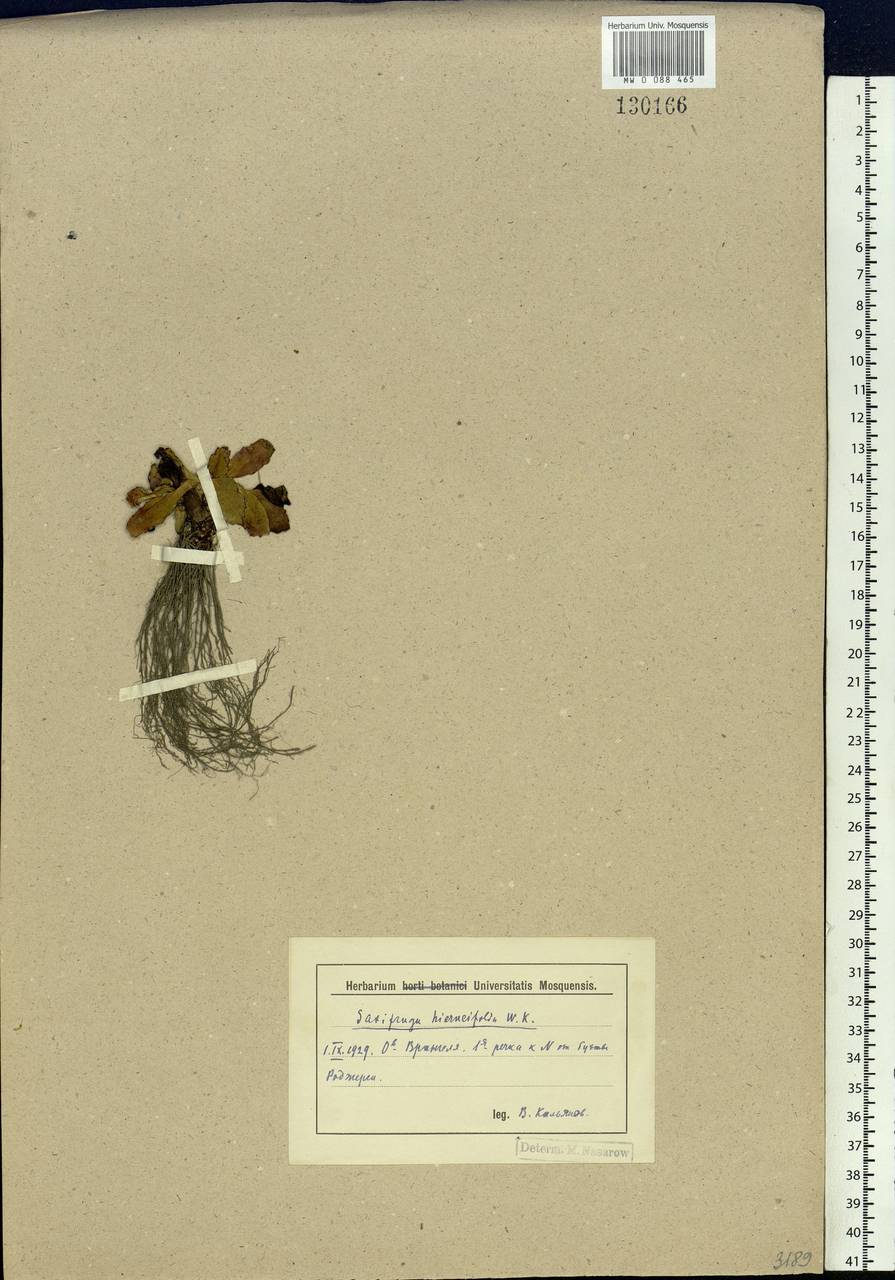 Micranthes hieraciifolia (Waldst. & Kit.) Haw., Siberia, Chukotka & Kamchatka (S7) (Russia)