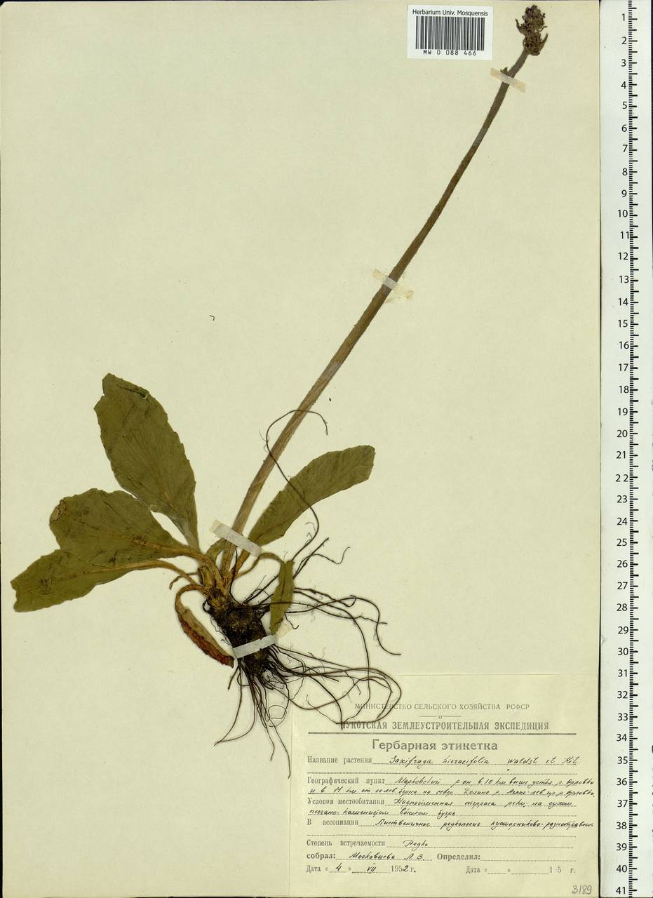 Micranthes hieraciifolia (Waldst. & Kit.) Haw., Siberia, Chukotka & Kamchatka (S7) (Russia)