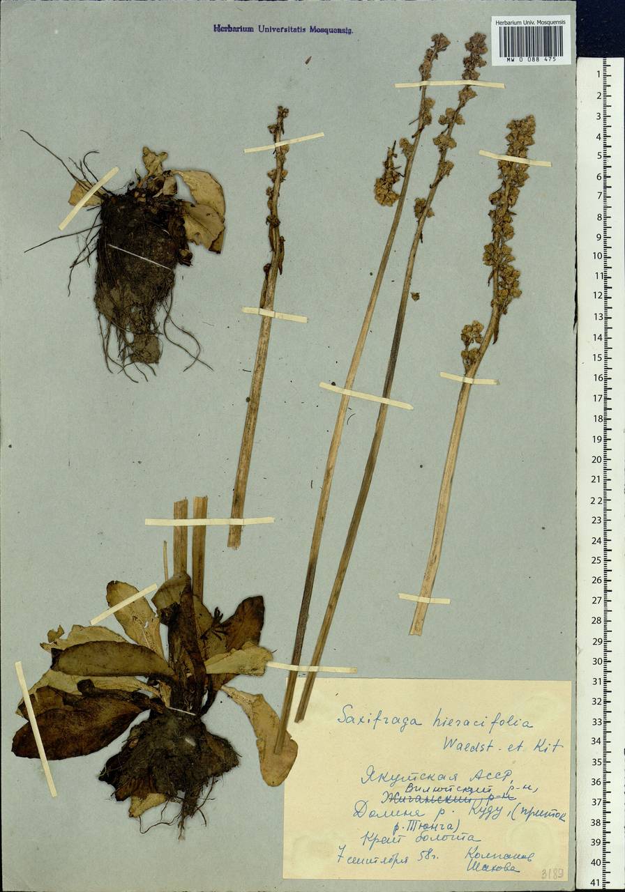 Micranthes hieraciifolia (Waldst. & Kit.) Haw., Siberia, Yakutia (S5) (Russia)