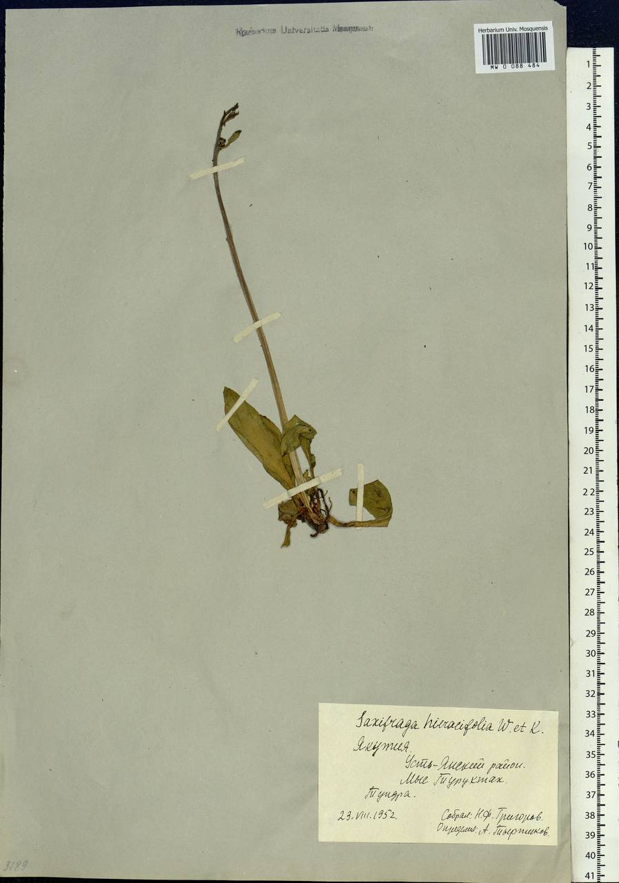 Micranthes hieraciifolia (Waldst. & Kit.) Haw., Siberia, Yakutia (S5) (Russia)