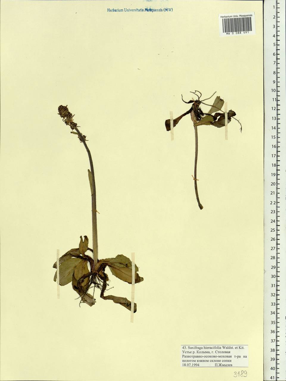 Micranthes hieraciifolia (Waldst. & Kit.) Haw., Siberia, Yakutia (S5) (Russia)