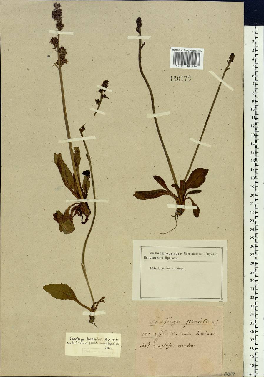 Micranthes hieraciifolia (Waldst. & Kit.) Haw., Siberia, Baikal & Transbaikal region (S4) (Russia)