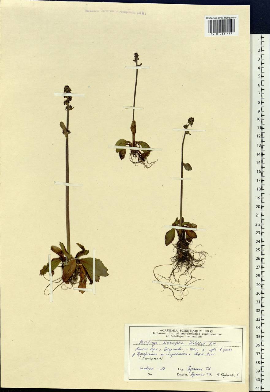 Micranthes hieraciifolia (Waldst. & Kit.) Haw., Siberia, Central Siberia (S3) (Russia)