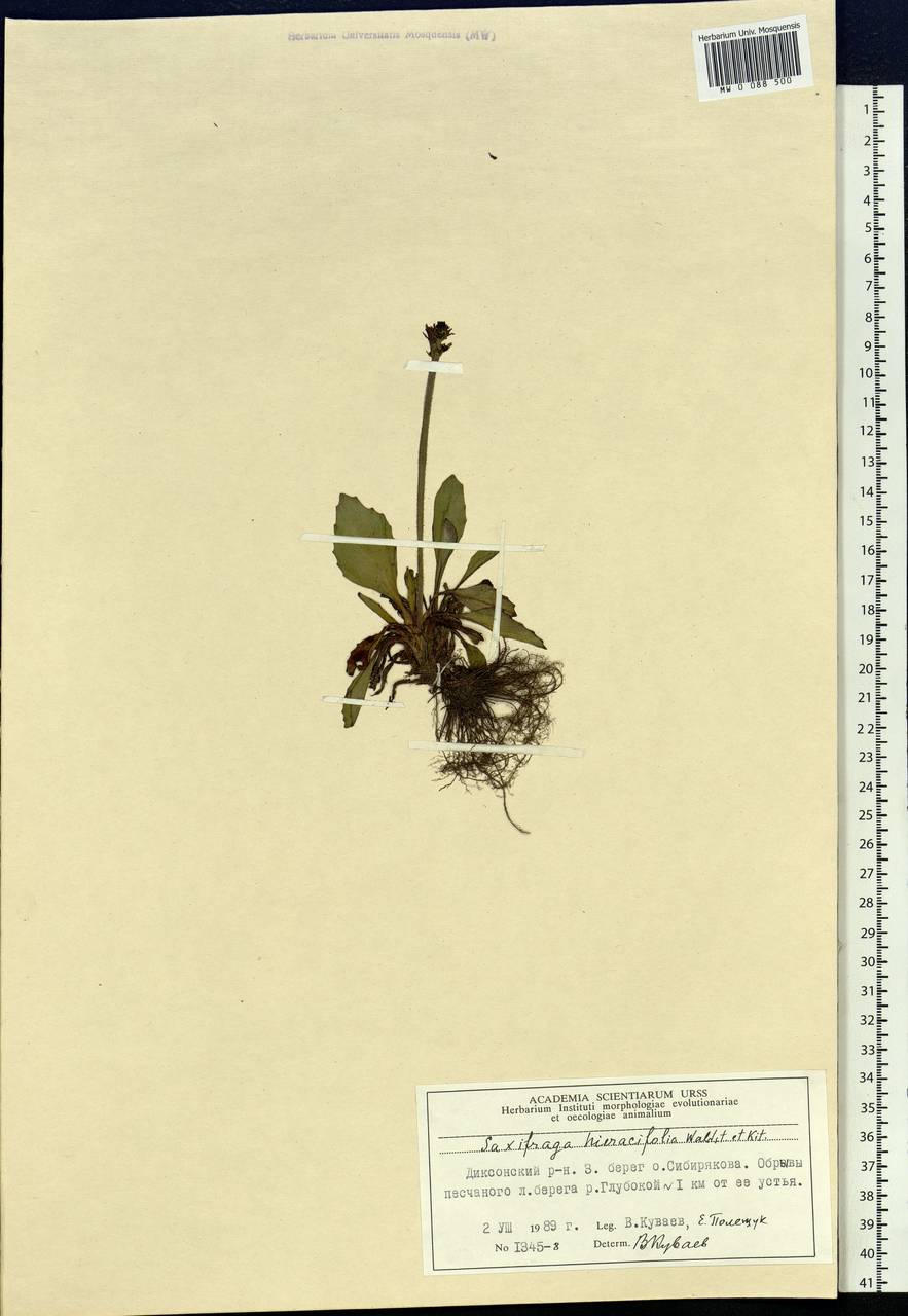 Micranthes hieraciifolia (Waldst. & Kit.) Haw., Siberia, Central Siberia (S3) (Russia)