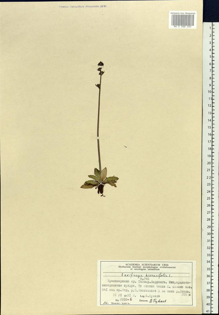 Micranthes hieraciifolia (Waldst. & Kit.) Haw., Siberia, Central Siberia (S3) (Russia)