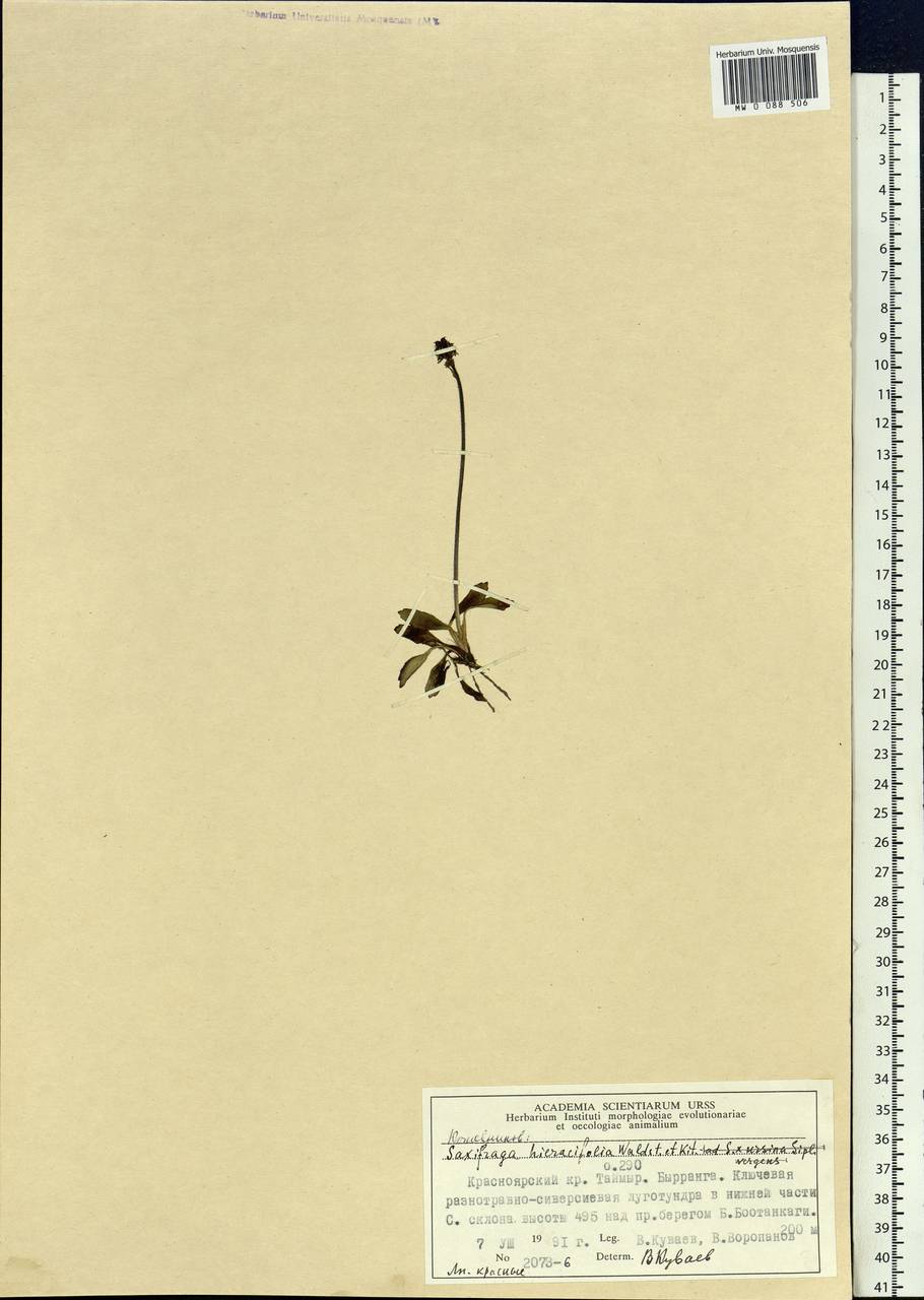 Micranthes hieraciifolia (Waldst. & Kit.) Haw., Siberia, Central Siberia (S3) (Russia)