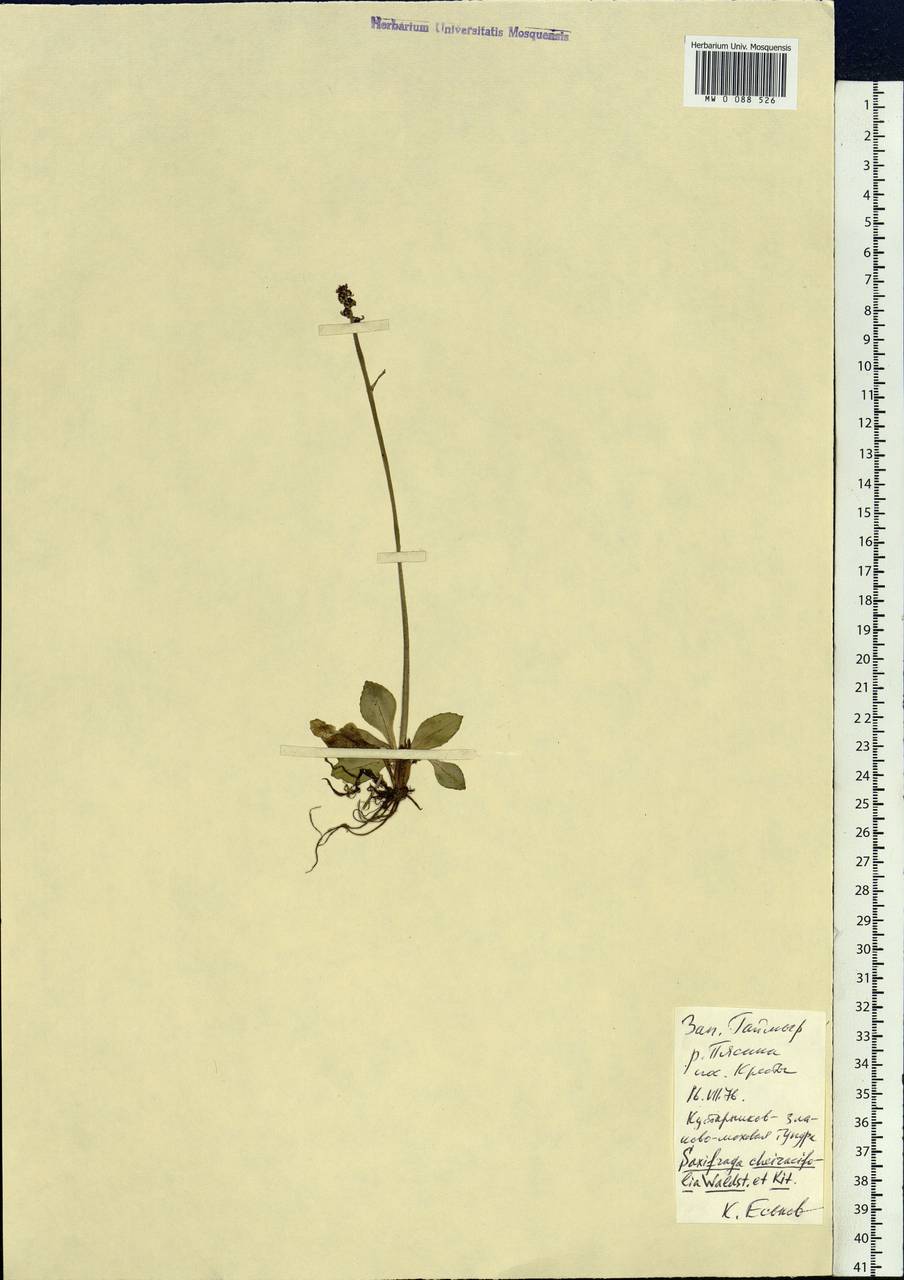Micranthes hieraciifolia (Waldst. & Kit.) Haw., Siberia, Central Siberia (S3) (Russia)
