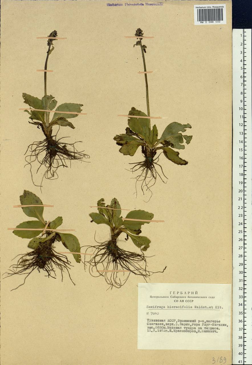 Micranthes hieraciifolia (Waldst. & Kit.) Haw., Siberia, Altai & Sayany Mountains (S2) (Russia)