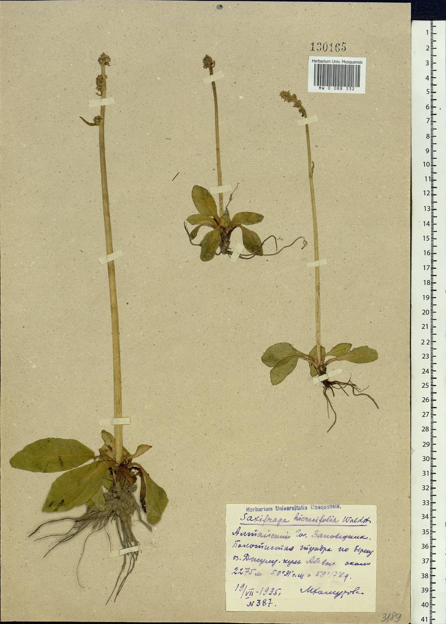 Micranthes hieraciifolia (Waldst. & Kit.) Haw., Siberia, Altai & Sayany Mountains (S2) (Russia)