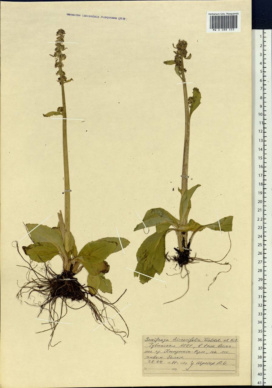Micranthes hieraciifolia (Waldst. & Kit.) Haw., Siberia, Altai & Sayany Mountains (S2) (Russia)