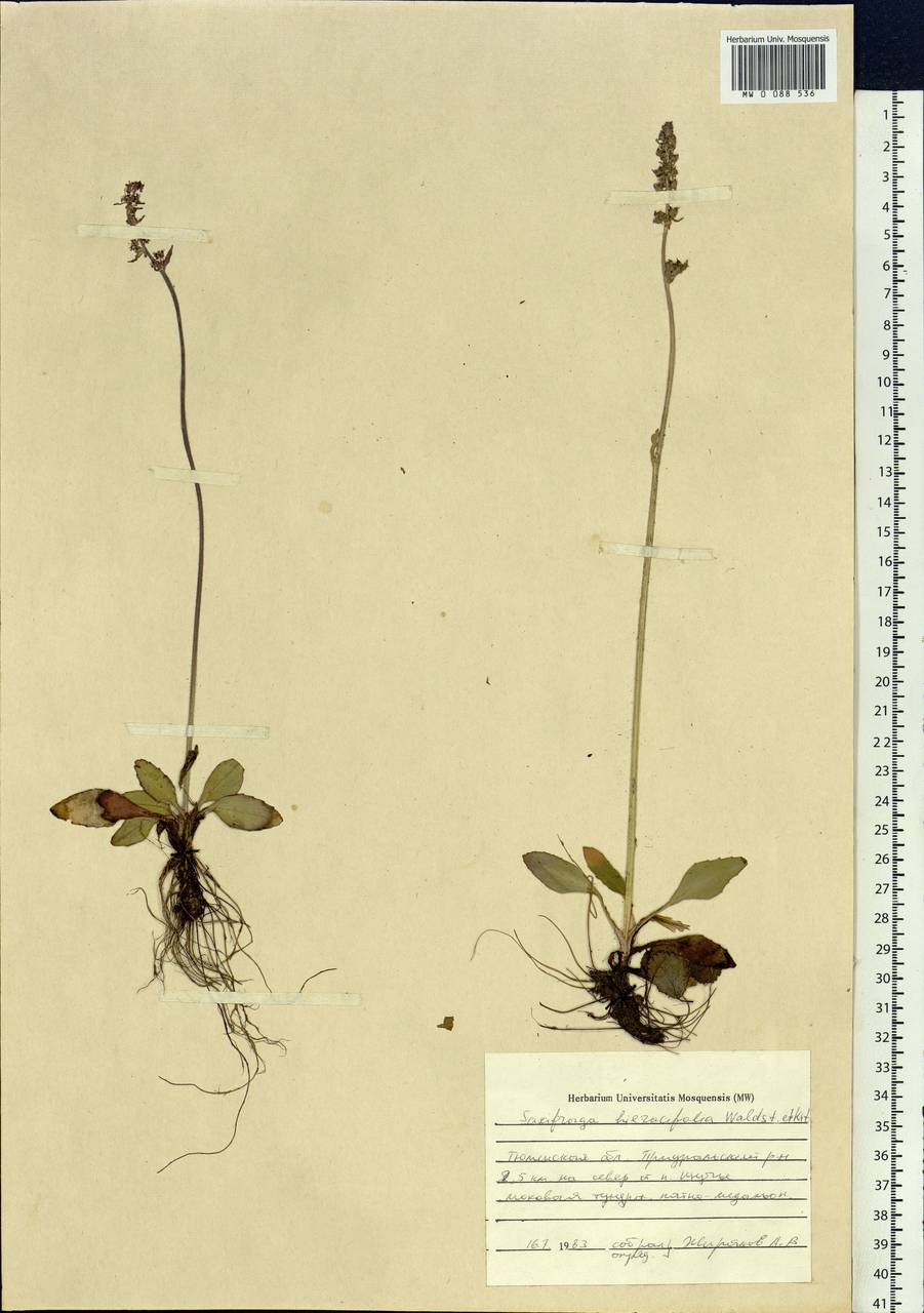 Micranthes hieraciifolia (Waldst. & Kit.) Haw., Siberia, Western Siberia (S1) (Russia)