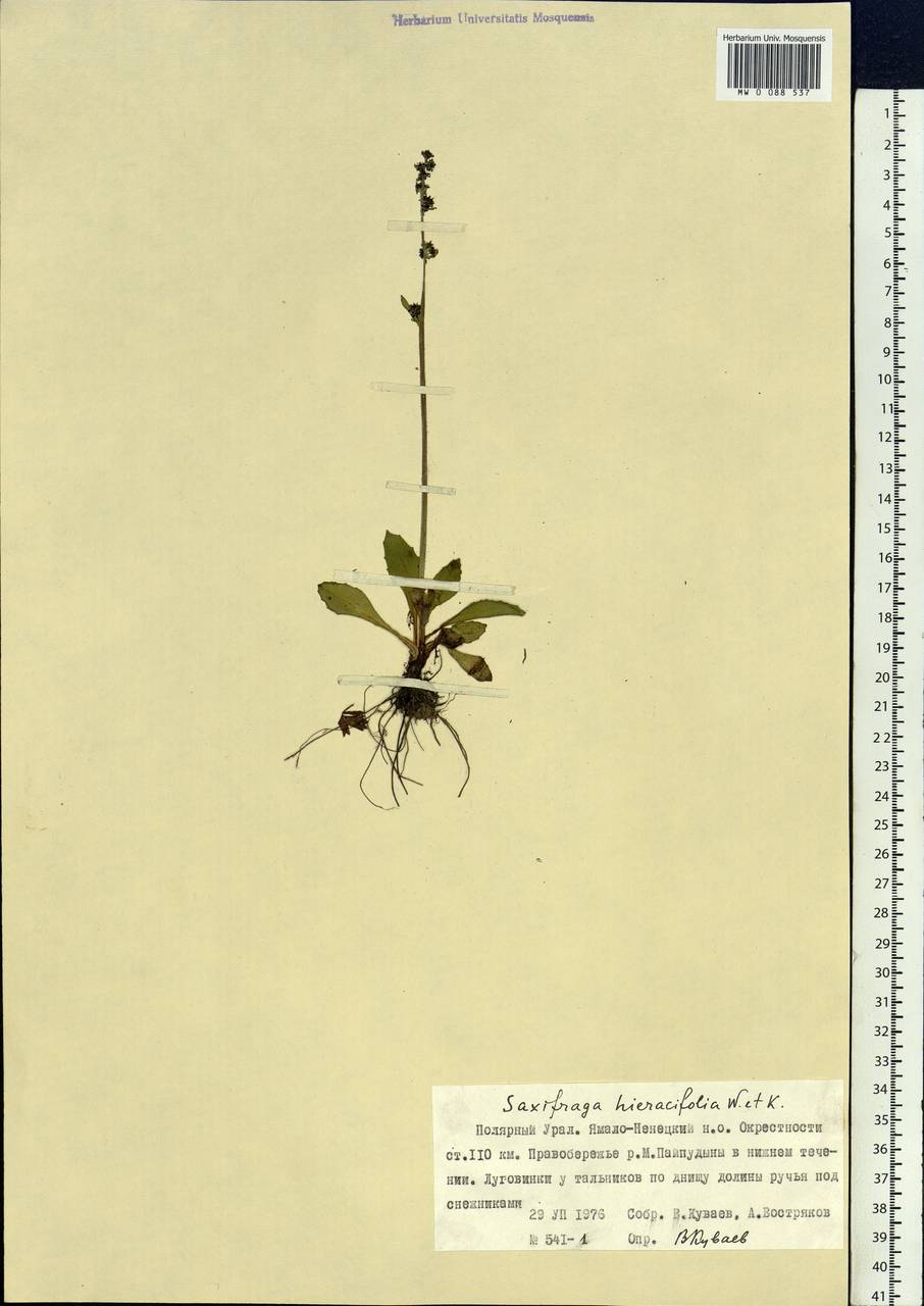 Micranthes hieraciifolia (Waldst. & Kit.) Haw., Siberia, Western Siberia (S1) (Russia)