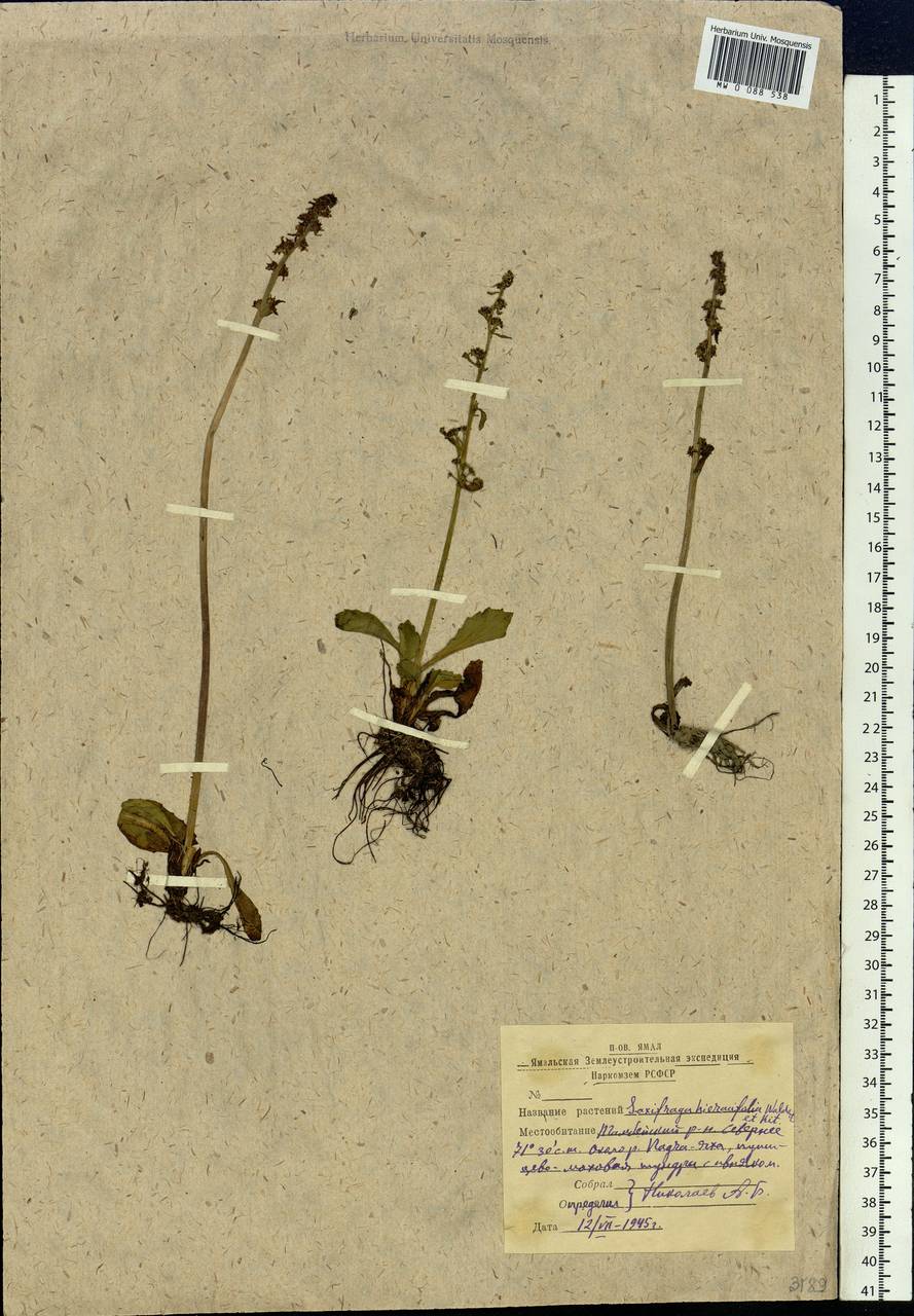 Micranthes hieraciifolia (Waldst. & Kit.) Haw., Siberia, Western Siberia (S1) (Russia)