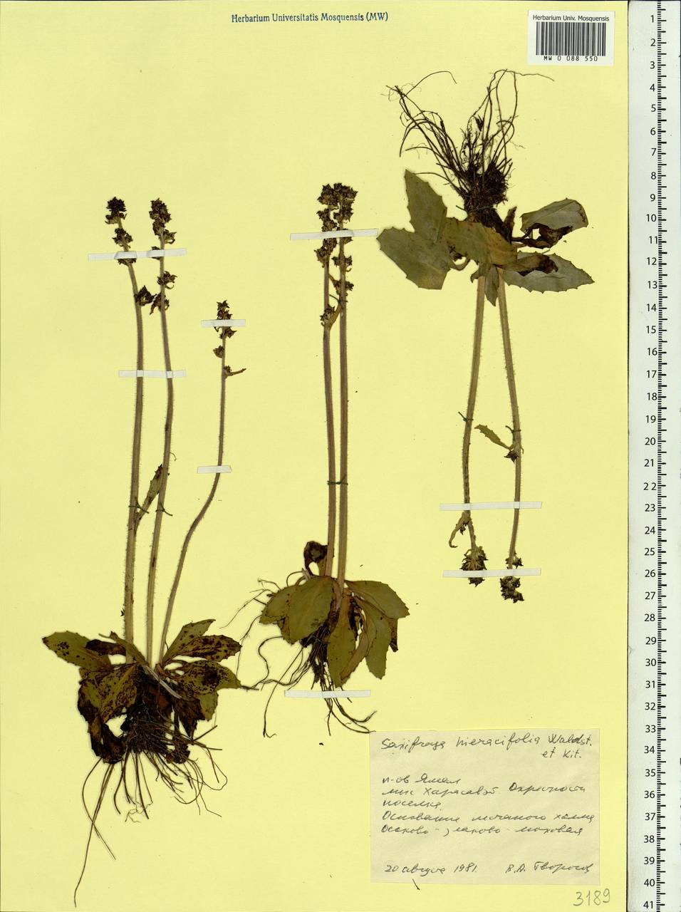 Micranthes hieraciifolia (Waldst. & Kit.) Haw., Siberia, Western Siberia (S1) (Russia)