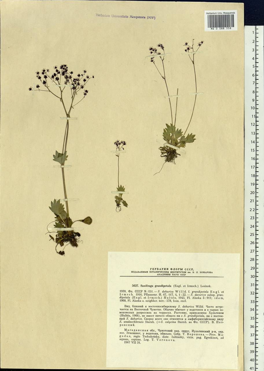 Micranthes calycina (Sternb.) Gornall & H.Ohba, Siberia, Chukotka & Kamchatka (S7) (Russia)