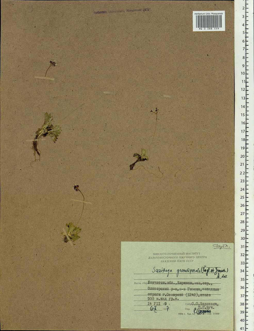 Micranthes calycina (Sternb.) Gornall & H.Ohba, Siberia, Chukotka & Kamchatka (S7) (Russia)