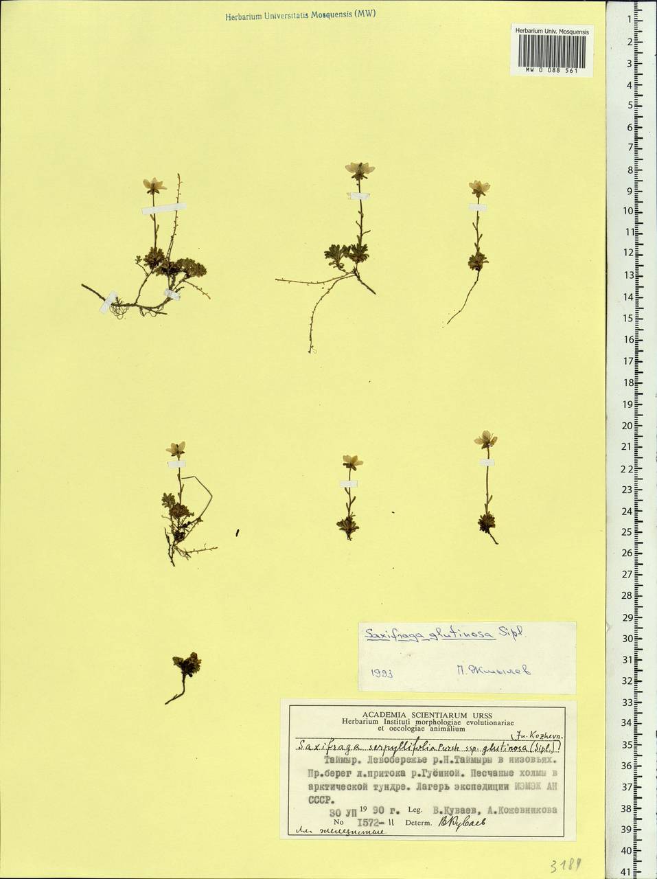 Saxifraga serpyllifolia, Siberia, Central Siberia (S3) (Russia)