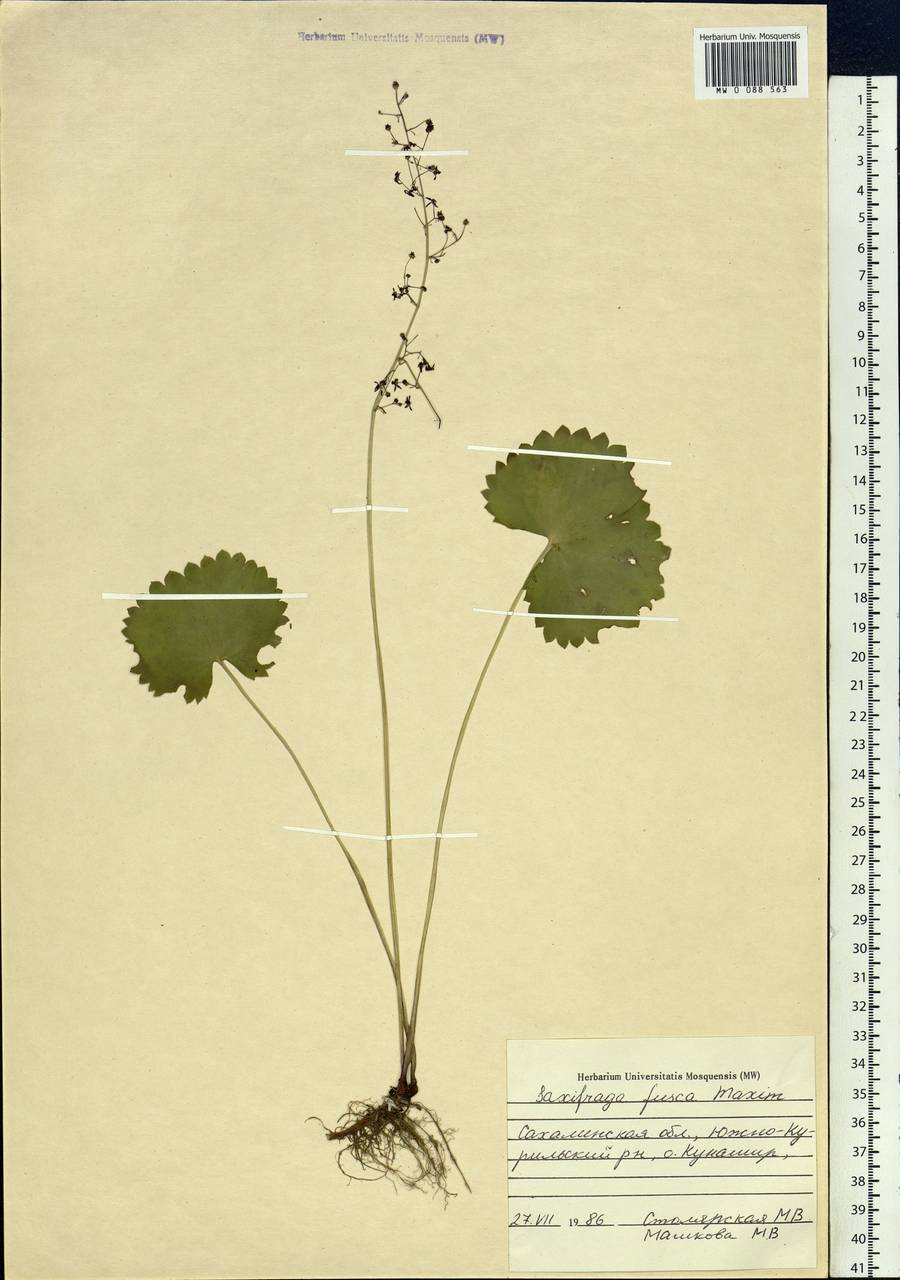 Micranthes fusca (Maxim.) S. Akiyama & H. Ohba, Siberia, Russian Far East (S6) (Russia)