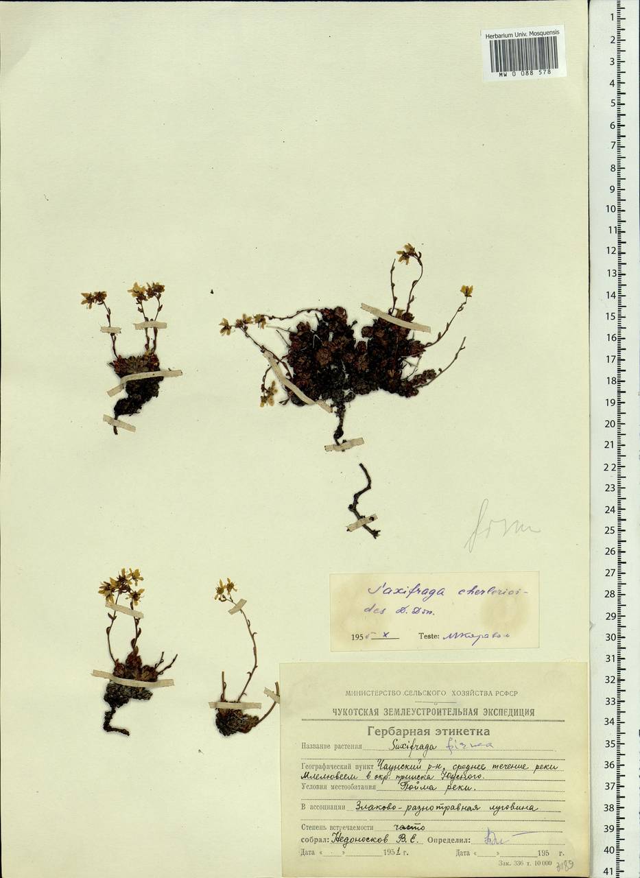 Saxifraga bronchialis subsp. funstonii (Small) Hultén, Siberia, Chukotka & Kamchatka (S7) (Russia)