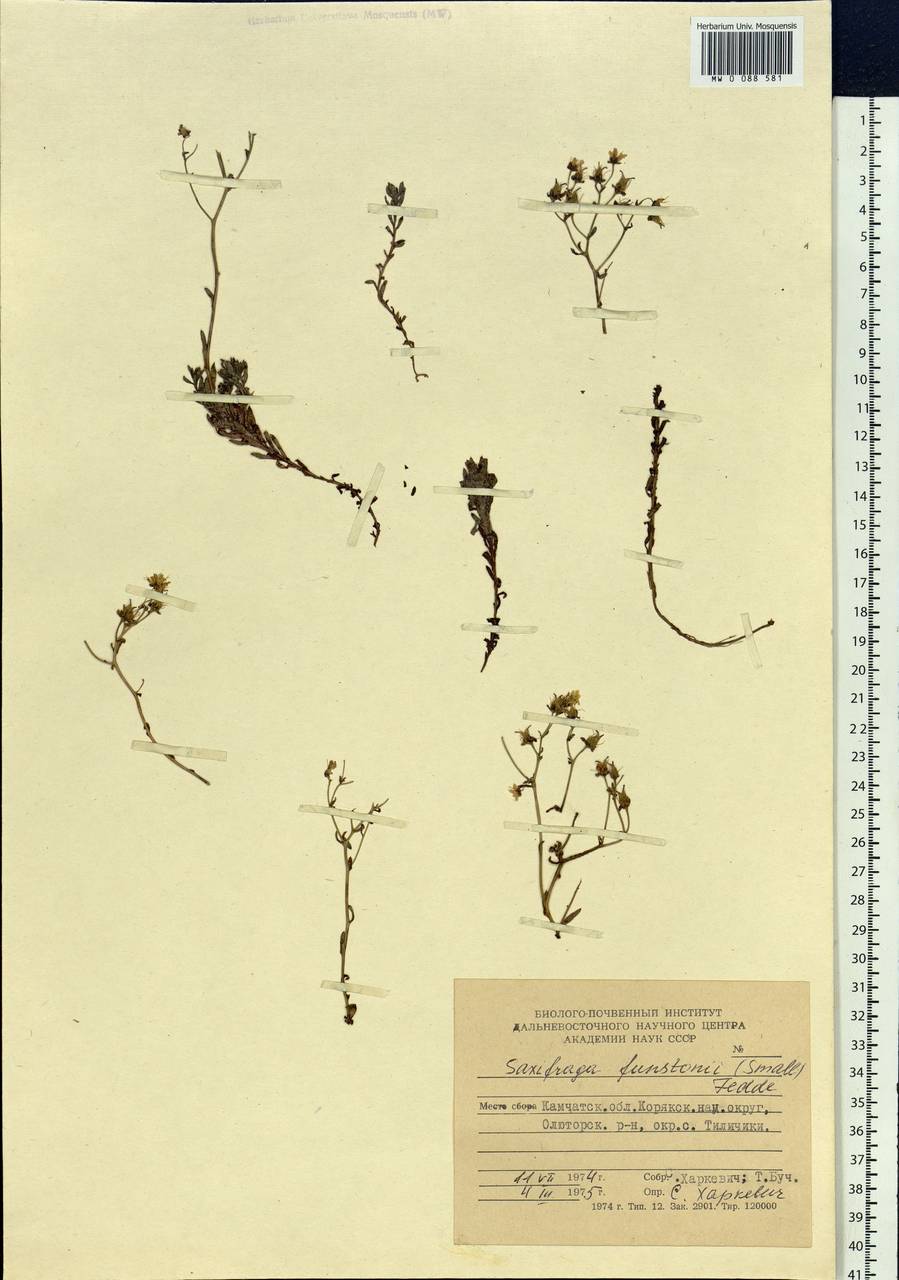 Saxifraga bronchialis subsp. funstonii (Small) Hult., Siberia, Chukotka & Kamchatka (S7) (Russia)