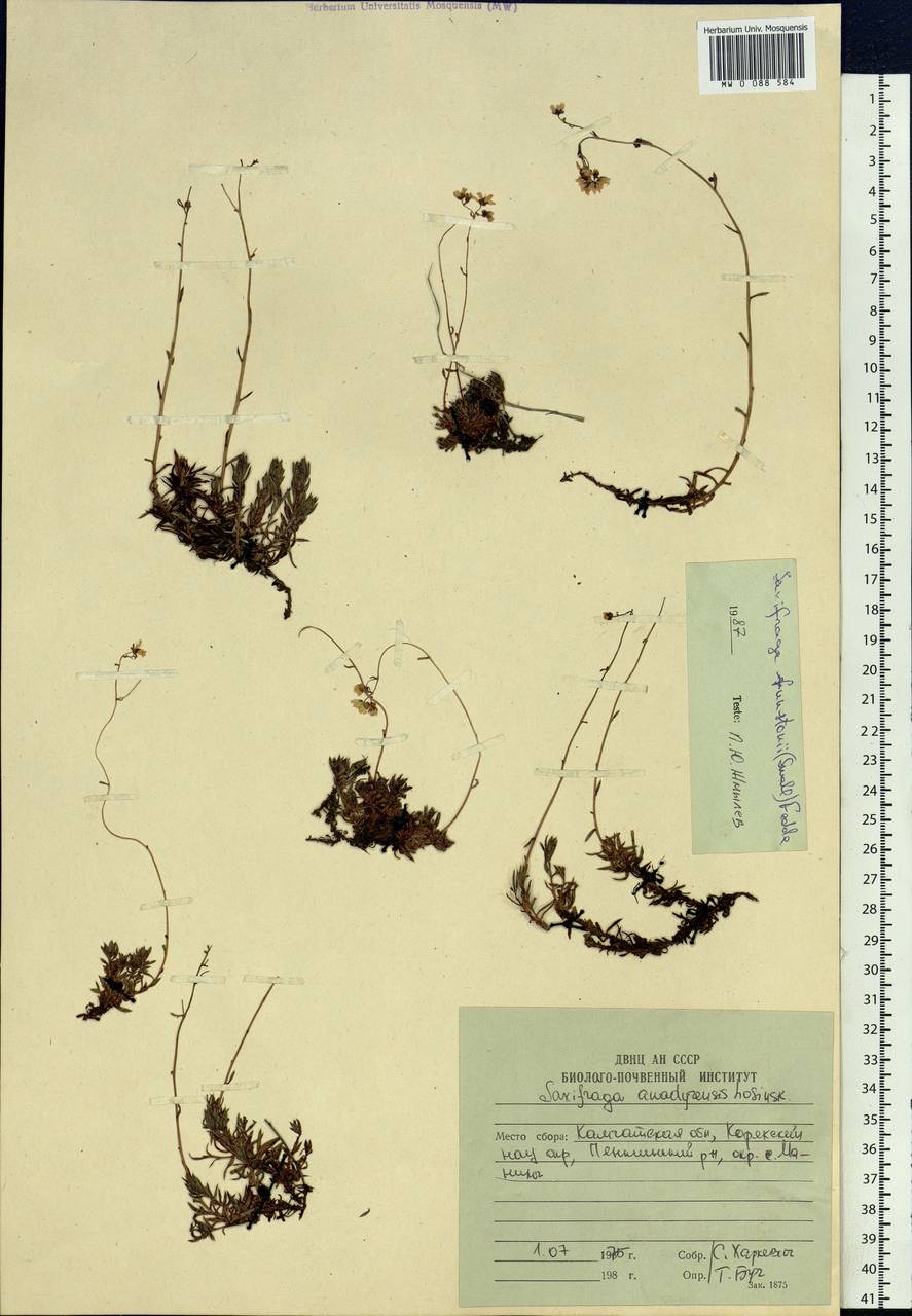 Saxifraga bronchialis subsp. funstonii (Small) Hult., Siberia, Chukotka & Kamchatka (S7) (Russia)