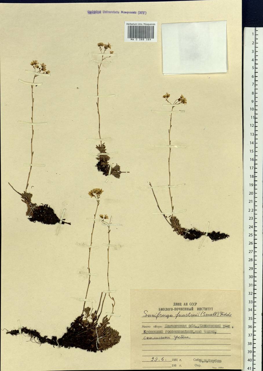 Saxifraga bronchialis subsp. funstonii (Small) Hult., Siberia, Chukotka & Kamchatka (S7) (Russia)