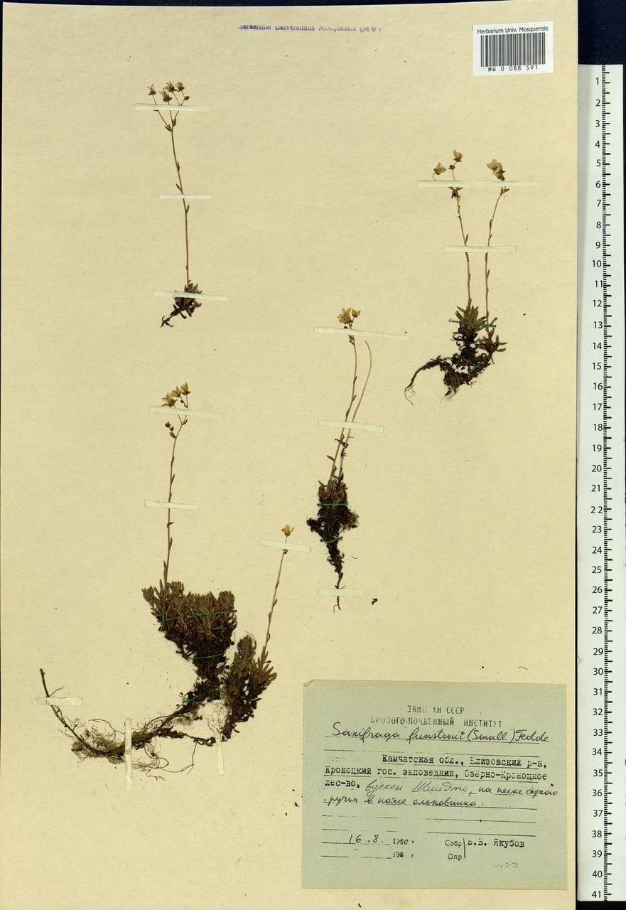 Saxifraga bronchialis subsp. funstonii (Small) Hult., Siberia, Chukotka & Kamchatka (S7) (Russia)