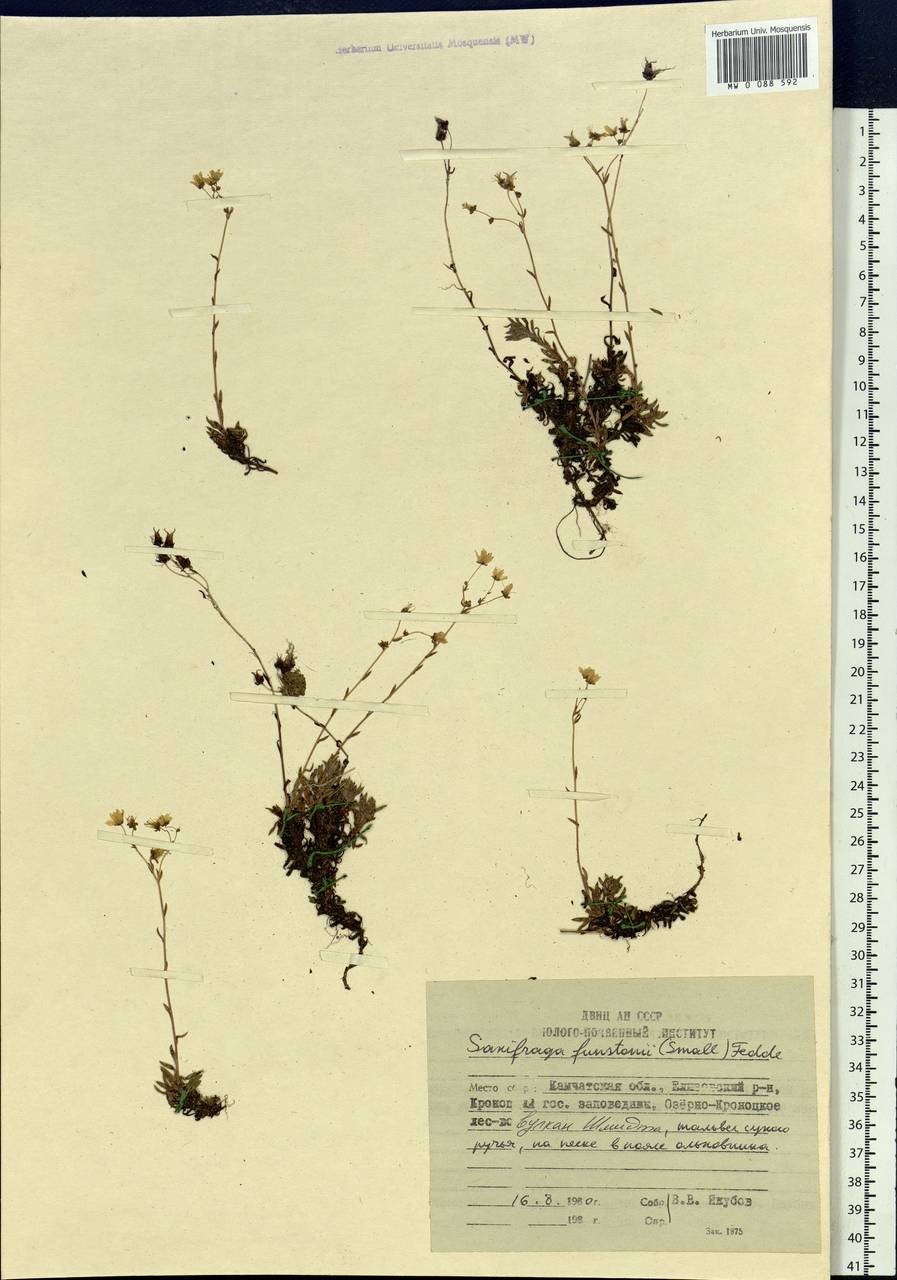 Saxifraga bronchialis subsp. funstonii (Small) Hult., Siberia, Chukotka & Kamchatka (S7) (Russia)