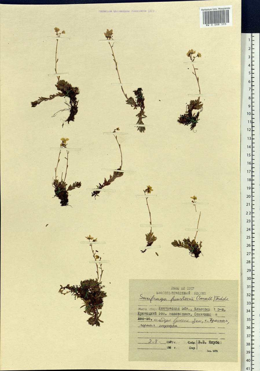 Saxifraga bronchialis subsp. funstonii (Small) Hultén, Siberia, Chukotka & Kamchatka (S7) (Russia)