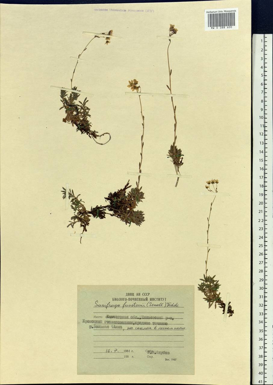 Saxifraga bronchialis subsp. funstonii (Small) Hult., Siberia, Chukotka & Kamchatka (S7) (Russia)