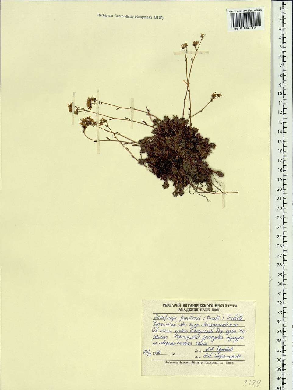 Saxifraga bronchialis subsp. funstonii (Small) Hult., Siberia, Chukotka & Kamchatka (S7) (Russia)