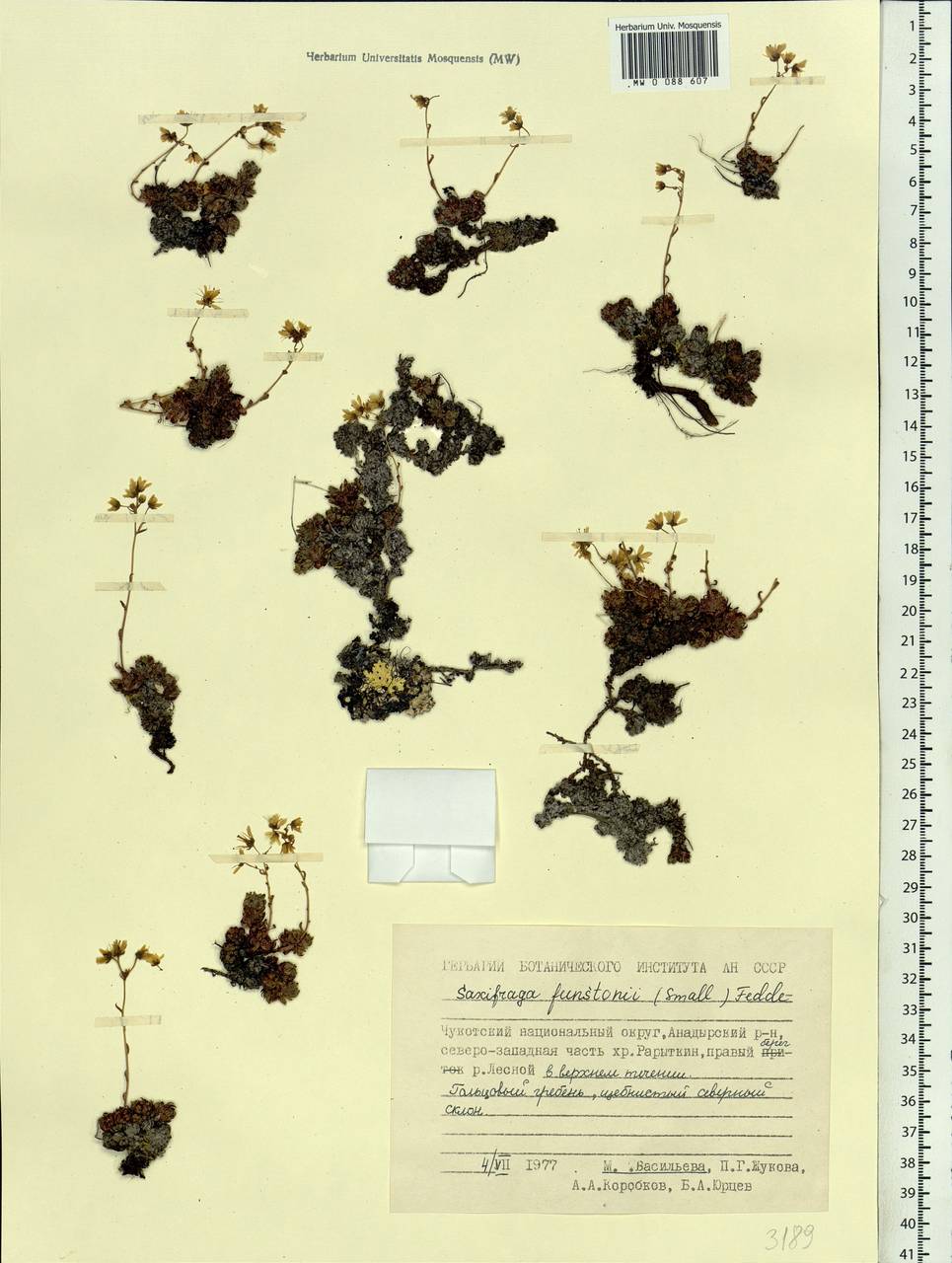 Saxifraga bronchialis subsp. funstonii (Small) Hult., Siberia, Chukotka & Kamchatka (S7) (Russia)