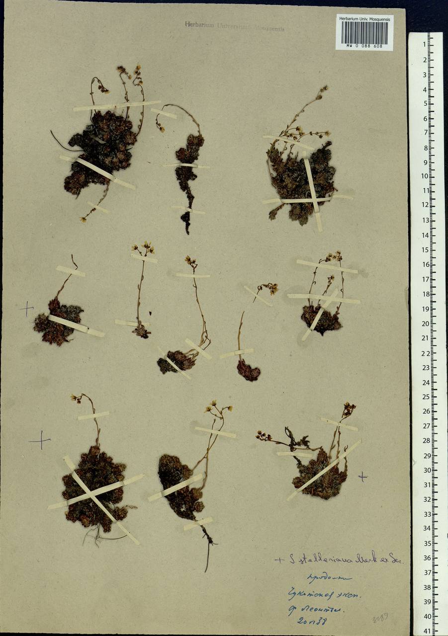 Saxifraga bronchialis subsp. funstonii (Small) Hult., Siberia, Chukotka & Kamchatka (S7) (Russia)