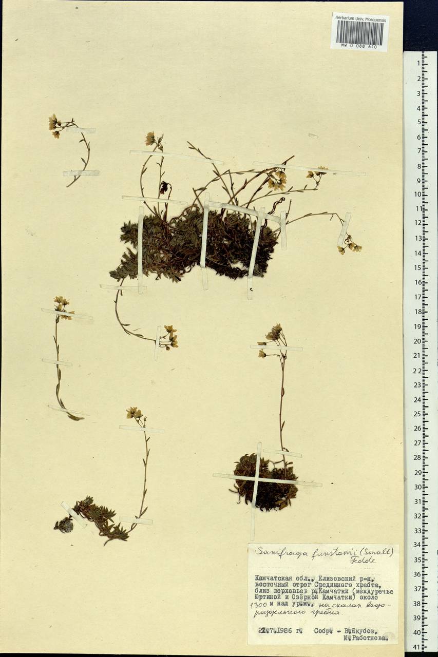 Saxifraga bronchialis subsp. funstonii (Small) Hult., Siberia, Chukotka & Kamchatka (S7) (Russia)