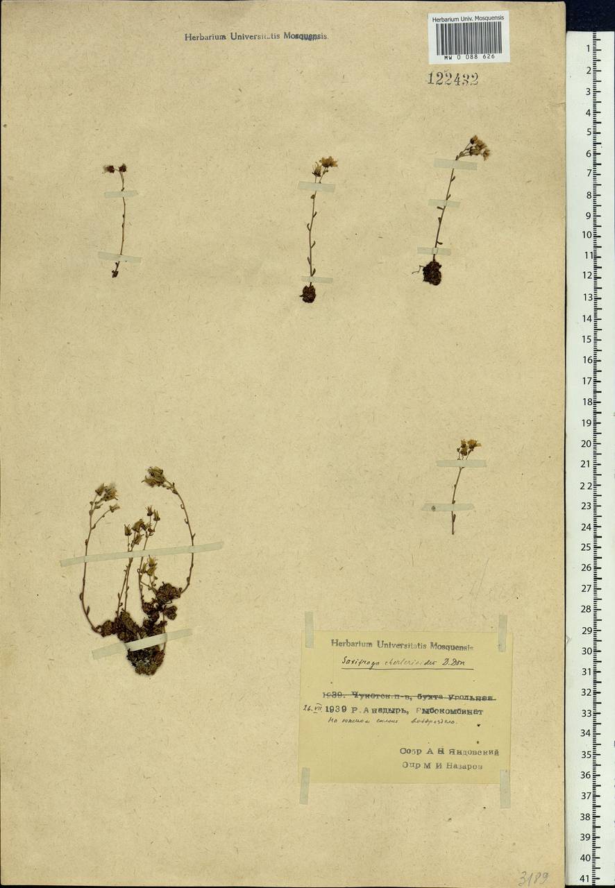 Saxifraga bronchialis subsp. funstonii (Small) Hult., Siberia, Chukotka & Kamchatka (S7) (Russia)