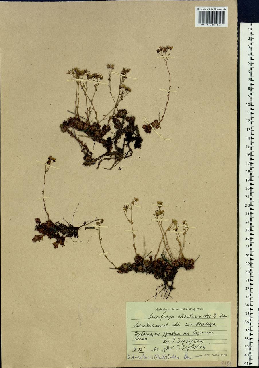 Saxifraga bronchialis subsp. funstonii (Small) Hult., Siberia, Chukotka & Kamchatka (S7) (Russia)
