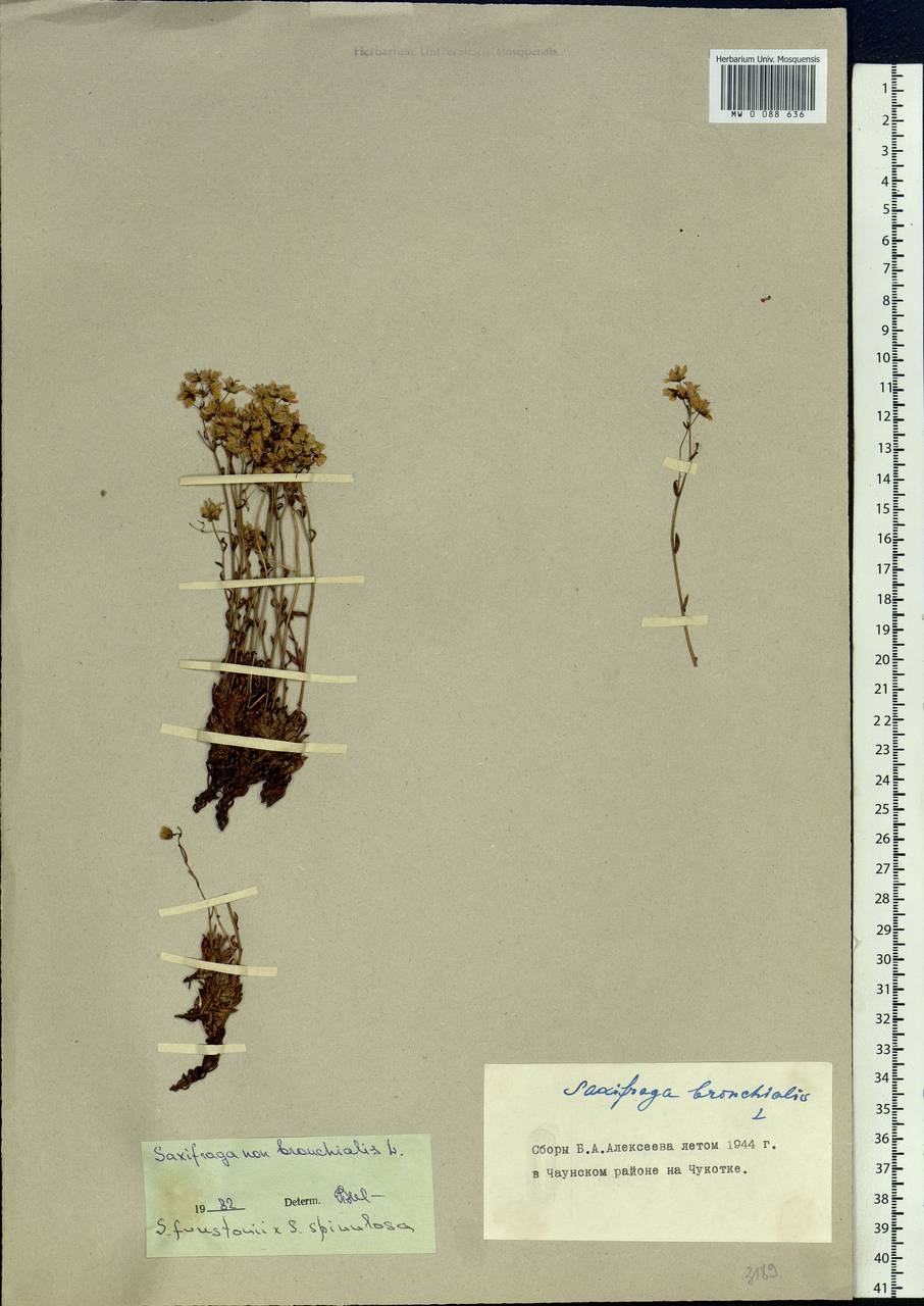 Saxifraga bronchialis subsp. funstonii (Small) Hult., Siberia, Chukotka & Kamchatka (S7) (Russia)