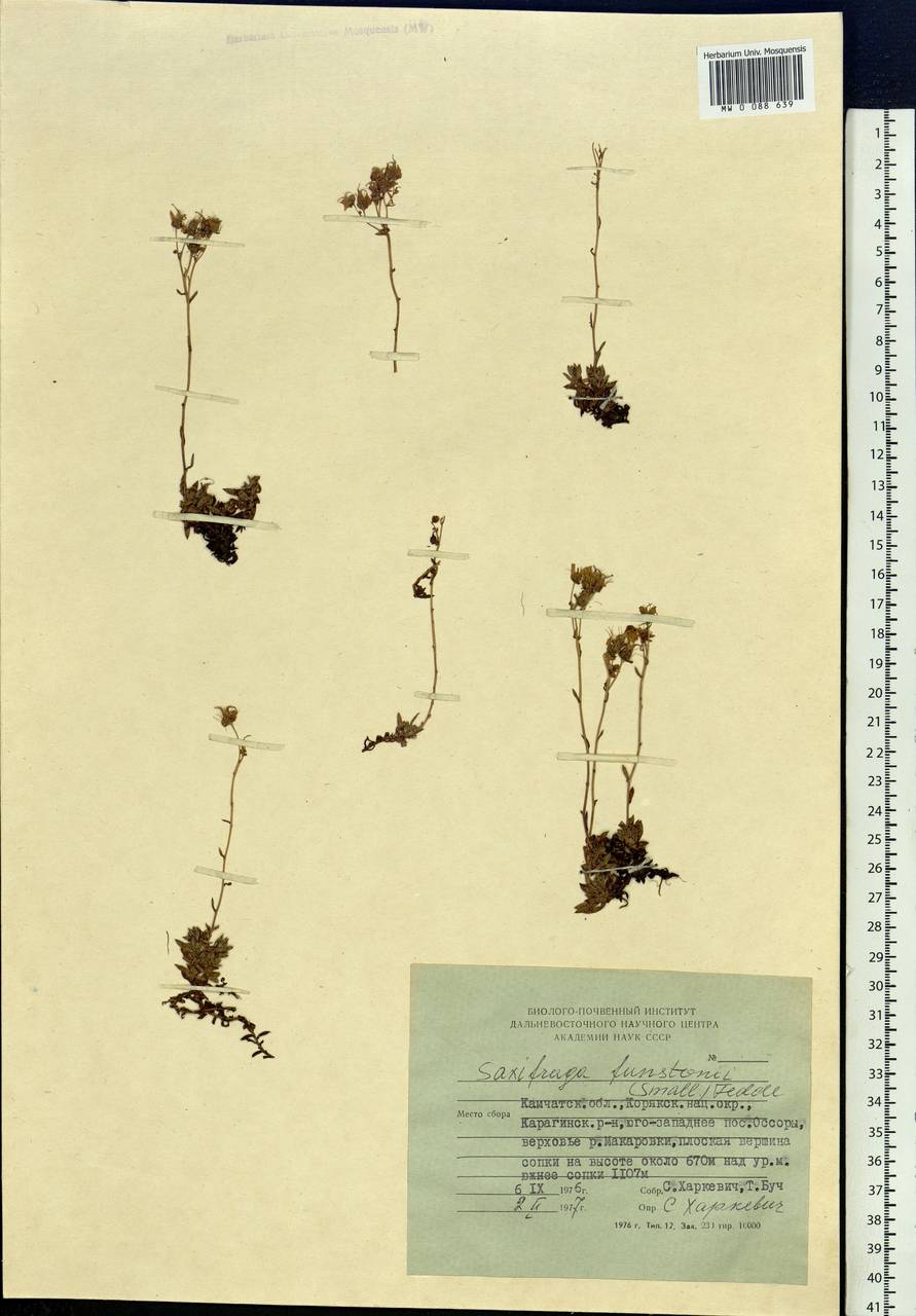 Saxifraga bronchialis subsp. funstonii (Small) Hult., Siberia, Chukotka & Kamchatka (S7) (Russia)