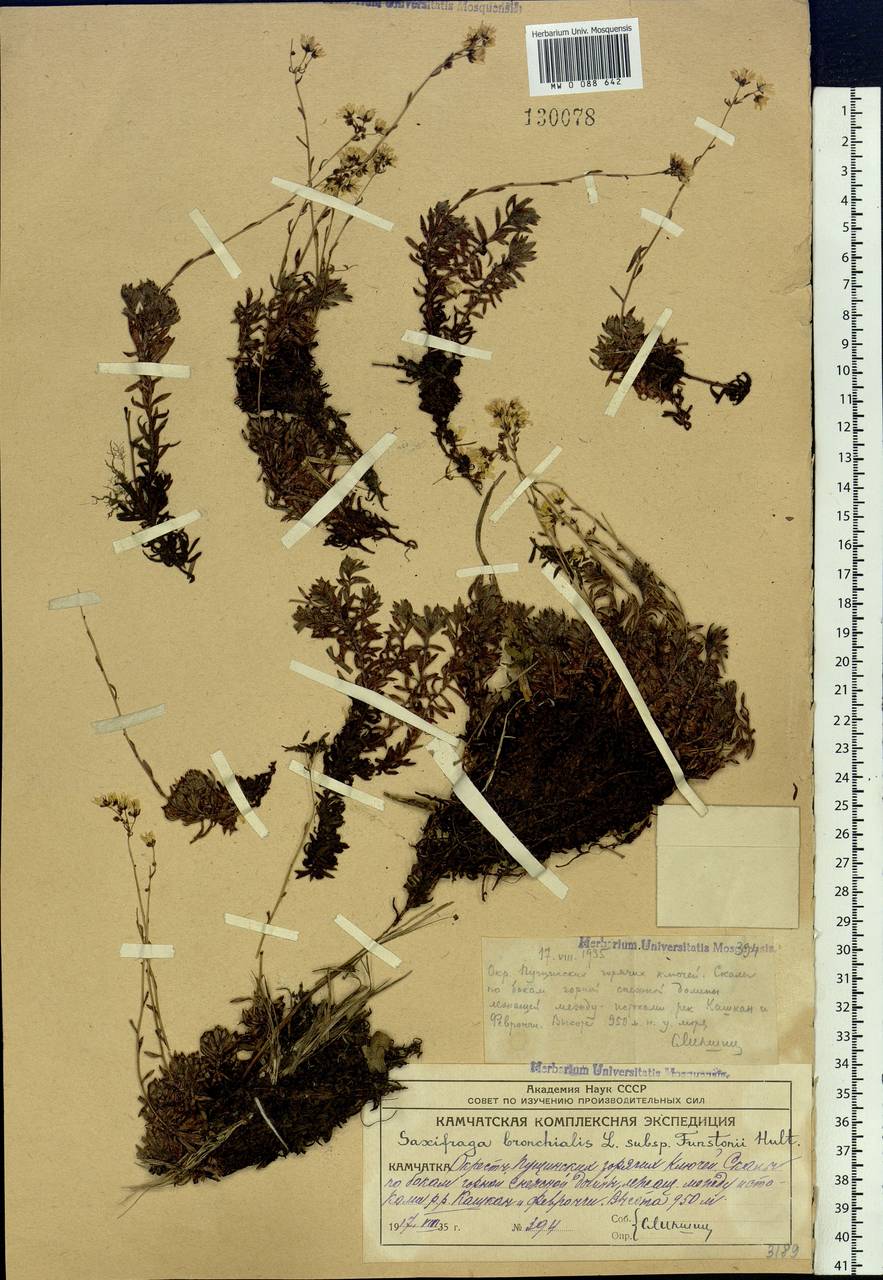 Saxifraga bronchialis subsp. funstonii (Small) Hult., Siberia, Chukotka & Kamchatka (S7) (Russia)