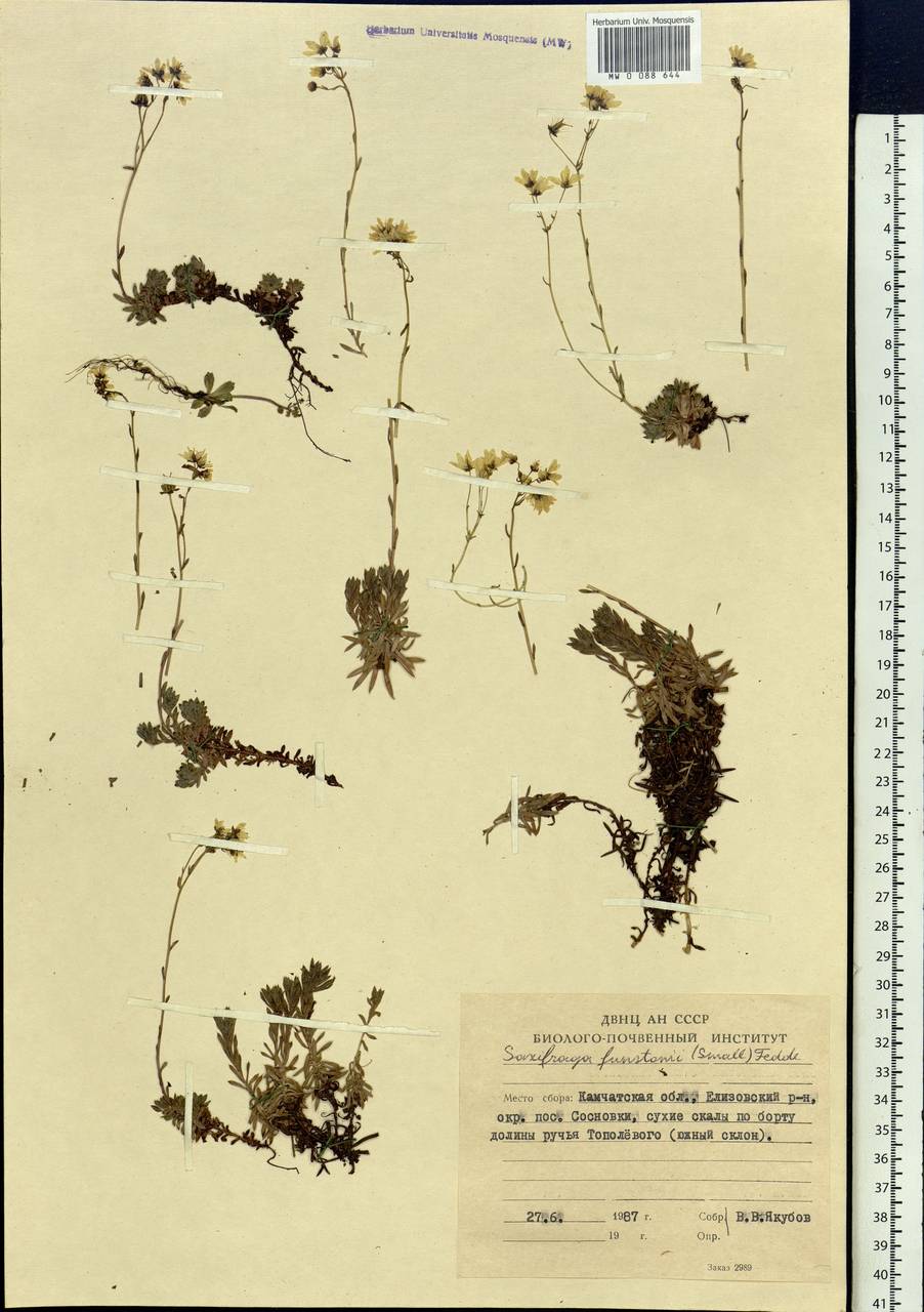 Saxifraga bronchialis subsp. funstonii (Small) Hult., Siberia, Chukotka & Kamchatka (S7) (Russia)