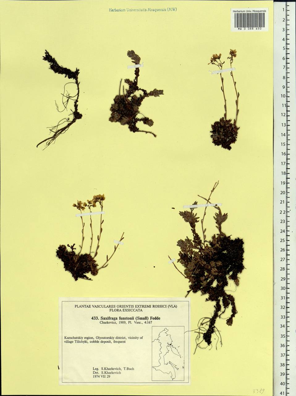 Saxifraga bronchialis subsp. funstonii (Small) Hult., Siberia, Chukotka & Kamchatka (S7) (Russia)