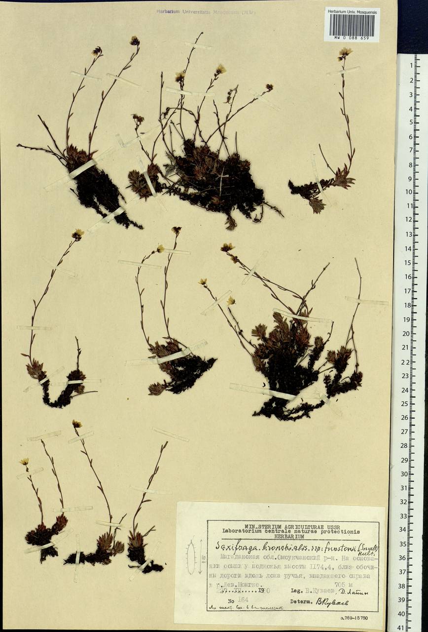 Saxifraga bronchialis subsp. funstonii (Small) Hult., Siberia, Chukotka & Kamchatka (S7) (Russia)