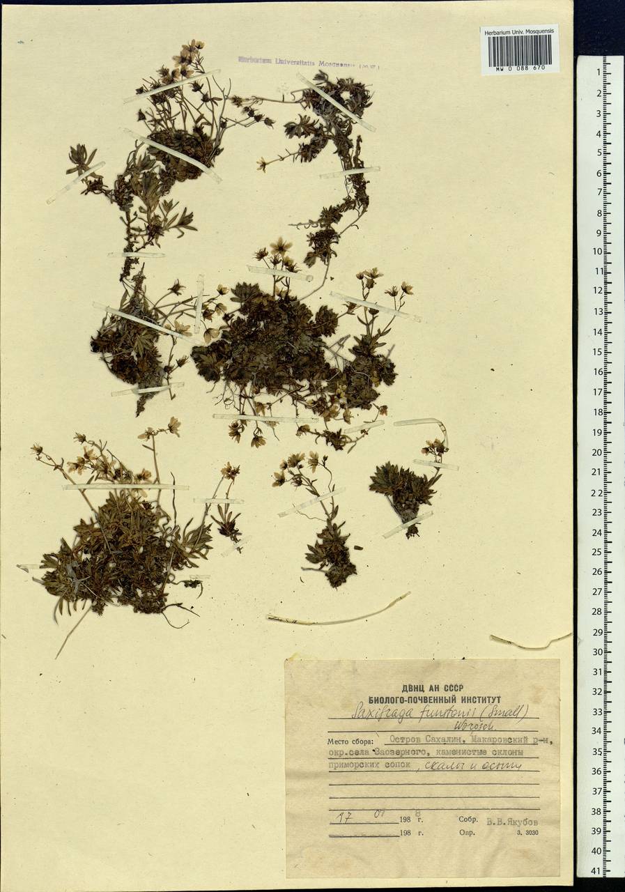 Saxifraga bronchialis subsp. funstonii (Small) Hult., Siberia, Russian Far East (S6) (Russia)