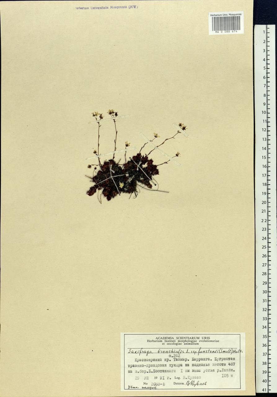 Saxifraga bronchialis subsp. funstonii (Small) Hult., Siberia, Central Siberia (S3) (Russia)