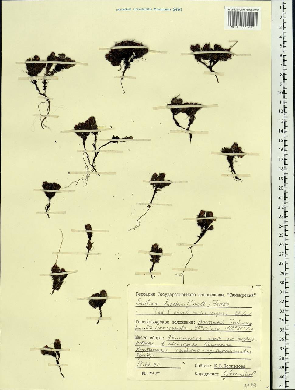 Saxifraga bronchialis subsp. funstonii (Small) Hultén, Siberia, Central Siberia (S3) (Russia)
