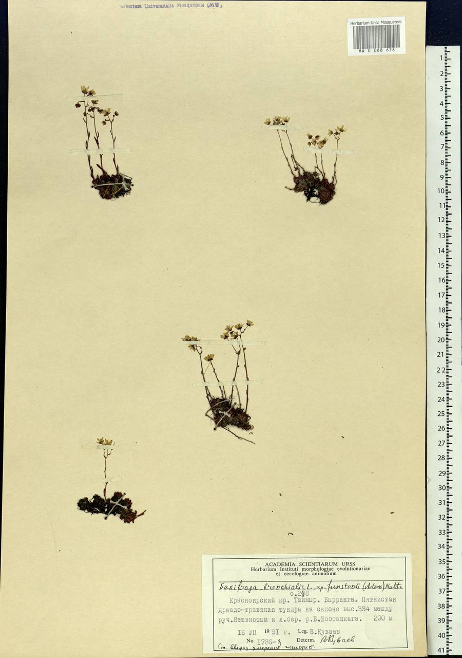 Saxifraga bronchialis subsp. funstonii (Small) Hult., Siberia, Central Siberia (S3) (Russia)