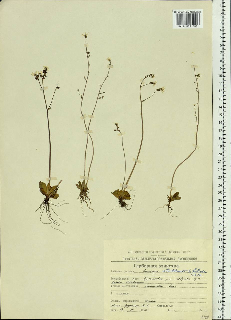 Micranthes foliolosa (R. Br.) Gornall, Siberia, Chukotka & Kamchatka (S7) (Russia)