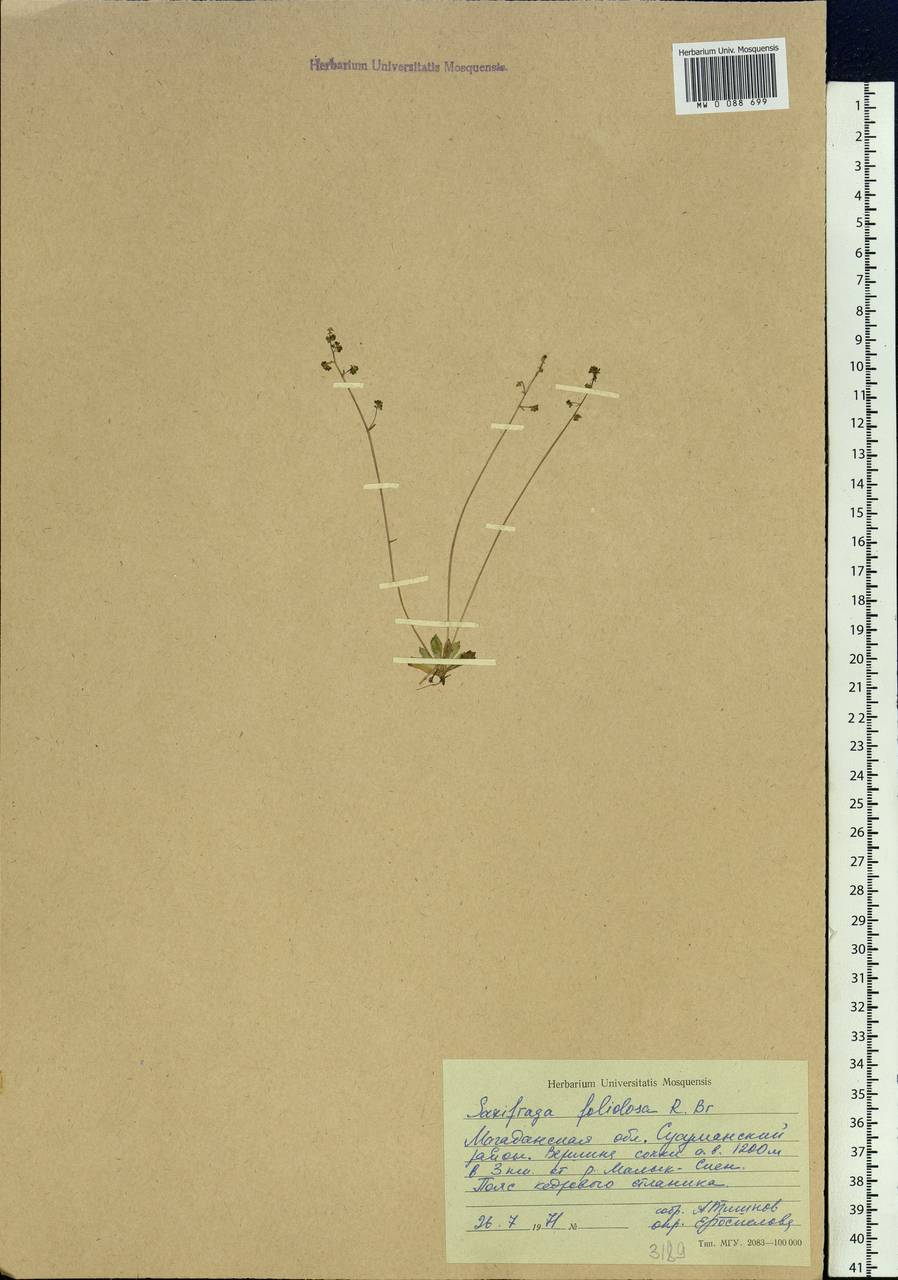 Micranthes foliolosa (R. Br.) Gornall, Siberia, Chukotka & Kamchatka (S7) (Russia)