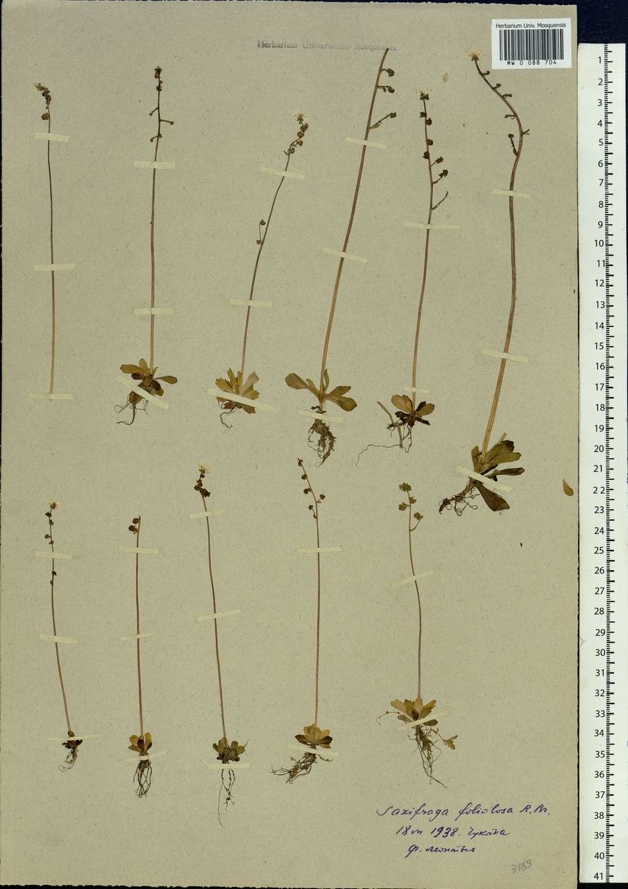 Micranthes foliolosa (R. Br.) Gornall, Siberia, Chukotka & Kamchatka (S7) (Russia)
